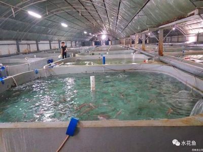 工廠化養(yǎng)魚 美好藍(lán)圖下的現(xiàn)實挑戰(zhàn)與節(jié)能技術(shù)推廣之困